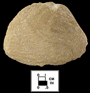 Columbian Formation Quartzite, Washington DC.